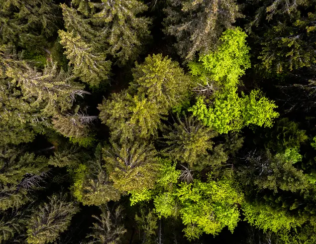 Forêt sapins drone Vercors